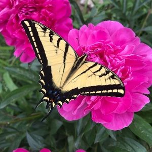 Meet your Posher, Marayden